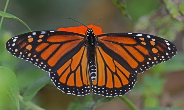 Monarchs in the Rough at Twin Eagles