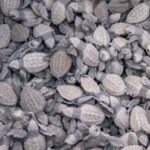 World Turtle Day: Winning the Race Against Time