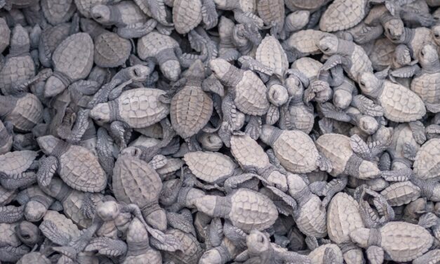 World Turtle Day: Winning the Race Against Time