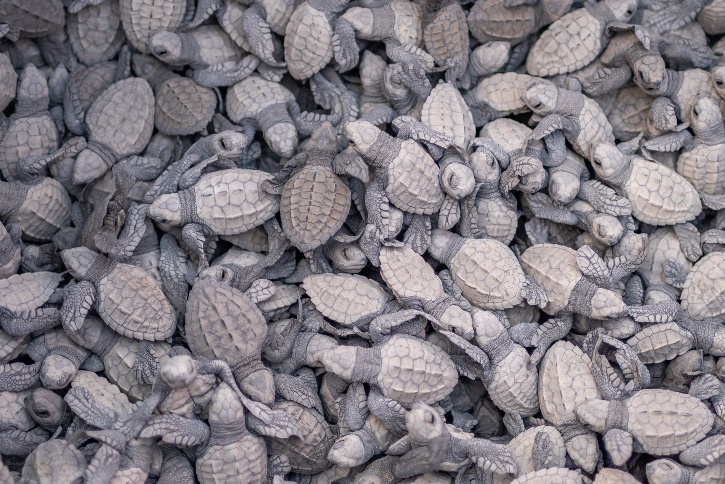 World Turtle Day: Winning the Race Against Time